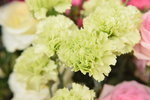 20032015_Hong Kong Flower Show_石竹00002