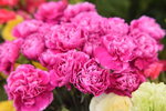 20032015_Hong Kong Flower Show_石竹00003