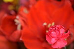 20032015_Hong Kong Flower Show_石竹00004