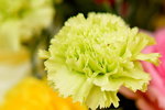 20032015_Hong Kong Flower Show_石竹00007