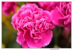 20032015_Hong Kong Flower Show_石竹00008