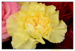20032015_Hong Kong Flower Show_石竹00009