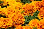 20032015_Hong Kong Flower Show_石竹00010