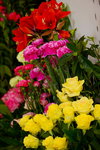 20032015_Hong Kong Flower Show_繁花似錦00001