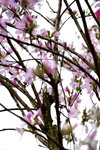 20032015_Hong Kong Flower Show_繁花似錦00002