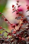 20032015_Hong Kong Flower Show_繁花似錦00006