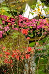 20032015_Hong Kong Flower Show_繁花似錦00007