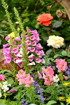 20032015_Hong Kong Flower Show_繁花似錦00009
