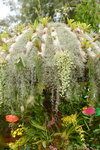 20032015_Hong Kong Flower Show_繁花似錦00011