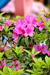 20032015_Hong Kong Flower Show_繁花似錦00013