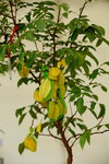 20032015_Hong Kong Flower Show_繁花似錦00019