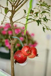 20032015_Hong Kong Flower Show_繁花似錦00020