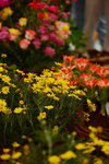 20032015_Hong Kong Flower Show_繁花似錦00022