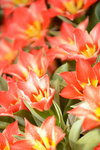 20032015_Hong Kong Flower Show_繁花似錦00024