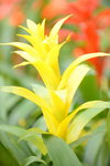 20032015_Hong Kong Flower Show_繁花似錦00025