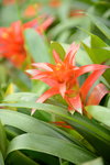 20032015_Hong Kong Flower Show_繁花似錦00026