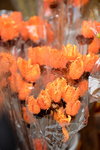 20032015_Hong Kong Flower Show_繁花似錦00028