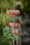 20032015_Hong Kong Flower Show_繁花似錦00029