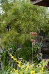 20032015_Hong Kong Flower Show_繁花似錦00032