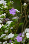 20032015_Hong Kong Flower Show_繁花似錦00033