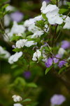 20032015_Hong Kong Flower Show_繁花似錦00034