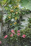 20032015_Hong Kong Flower Show_繁花似錦00035