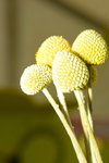 20032015_Hong Kong Flower Show_繁花似錦00036