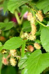 20032015_Hong Kong Flower Show_繁花似錦00039