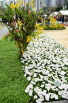 20032015_Hong Kong Flower Show_繁花似錦00040