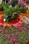 20032015_Hong Kong Flower Show_繁花似錦00042