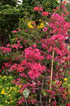 20032015_Hong Kong Flower Show_繁花似錦00046