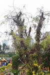 20032015_Hong Kong Flower Show_繁花似錦00047