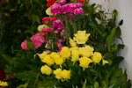 20032015_Hong Kong Flower Show_繁花似錦00049