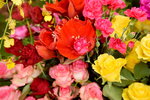 20032015_Hong Kong Flower Show_繁花似錦00050