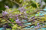20032015_Hong Kong Flower Show_繁花似錦00052