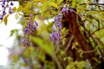 20032015_Hong Kong Flower Show_繁花似錦00053