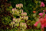 20032015_Hong Kong Flower Show_繁花似錦00054