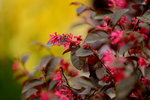 20032015_Hong Kong Flower Show_繁花似錦00056