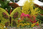 20032015_Hong Kong Flower Show_繁花似錦00057