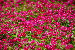20032015_Hong Kong Flower Show_繁花似錦00058