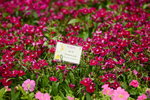 20032015_Hong Kong Flower Show_繁花似錦00059