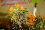 20032015_Hong Kong Flower Show_繁花似錦00060