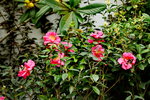 20032015_Hong Kong Flower Show_繁花似錦00061