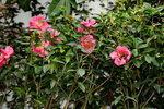 20032015_Hong Kong Flower Show_繁花似錦00062