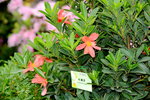 20032015_Hong Kong Flower Show_繁花似錦00063