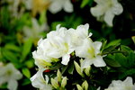 20032015_Hong Kong Flower Show_繁花似錦00065