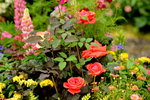 20032015_Hong Kong Flower Show_繁花似錦00066