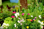 20032015_Hong Kong Flower Show_繁花似錦00067