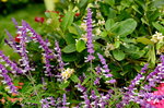 20032015_Hong Kong Flower Show_繁花似錦00068