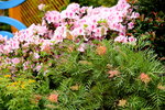 20032015_Hong Kong Flower Show_繁花似錦00069